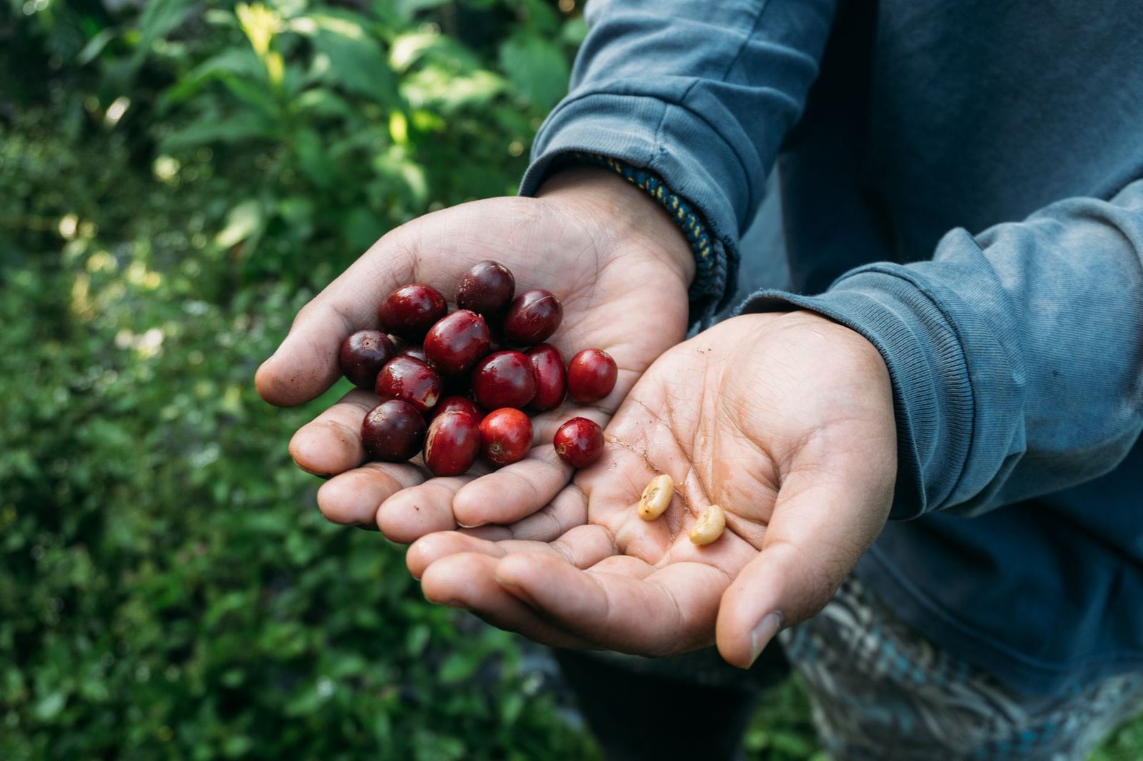 Direct trade: a transparent price chain from farmer to cup